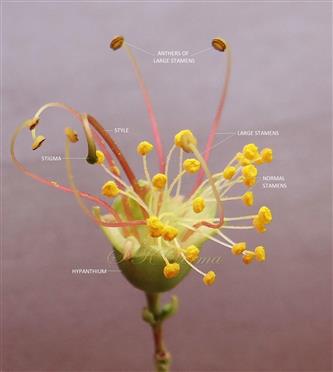  Flower with corolla removed